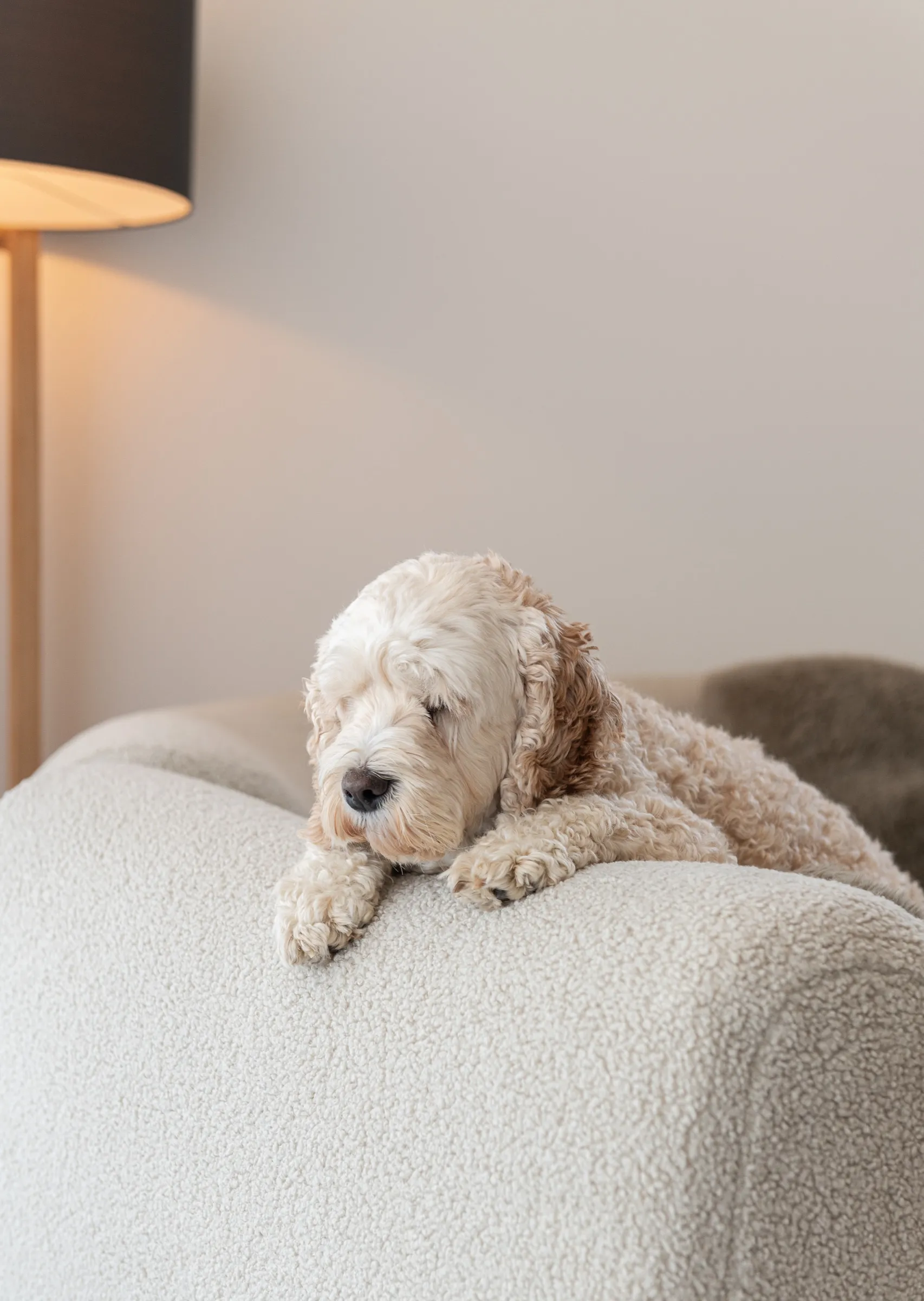 Goldendoodle resting on the sofa